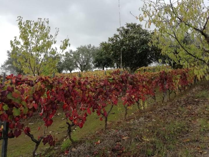 Hotel Vale Do Rodo Residencial Peso da Régua Zewnętrze zdjęcie
